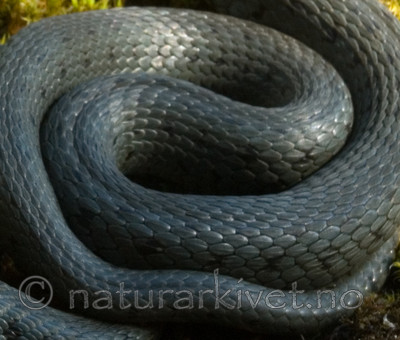 BB 08 0022 / Natrix natrix / Buorm